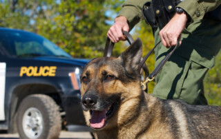 Bureau of Dog Law Enforcement Improves Annual Registration Review Process with Digital Mailroom
